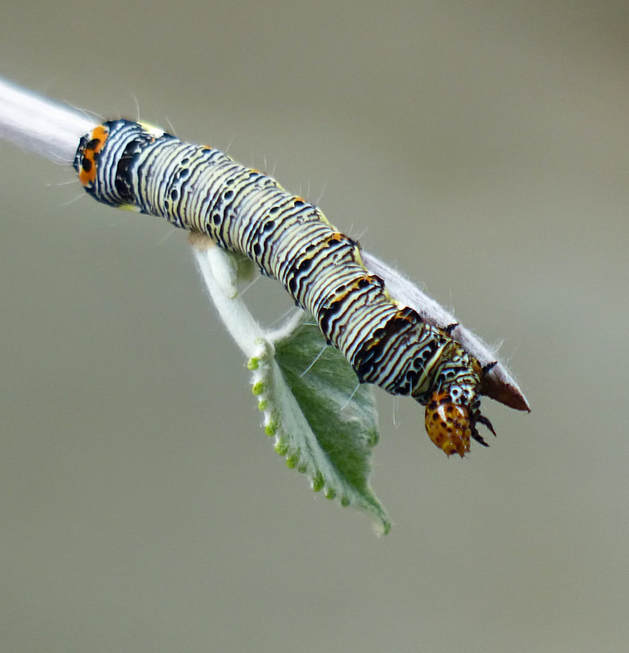 Eight-Spotted Forester Moth Caterpillar (Alypia octomaculata) 