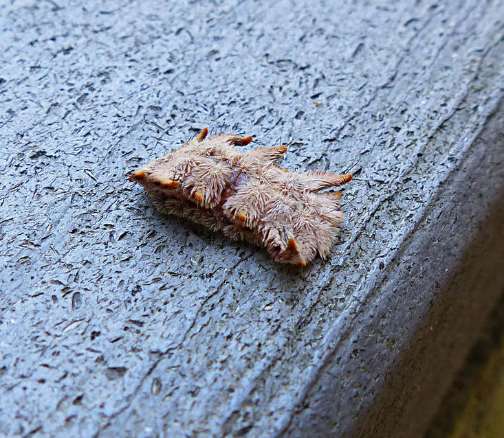 Hag Moth Caterpillar (Phobetron pithecium)