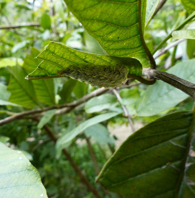 Puss, Southern Flannel Moth Caterpillar (Megalopyge opercularis)