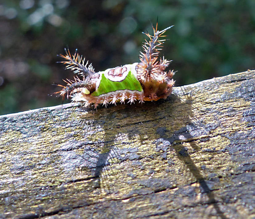 Saddleback Caterpillar (Acharia stimu