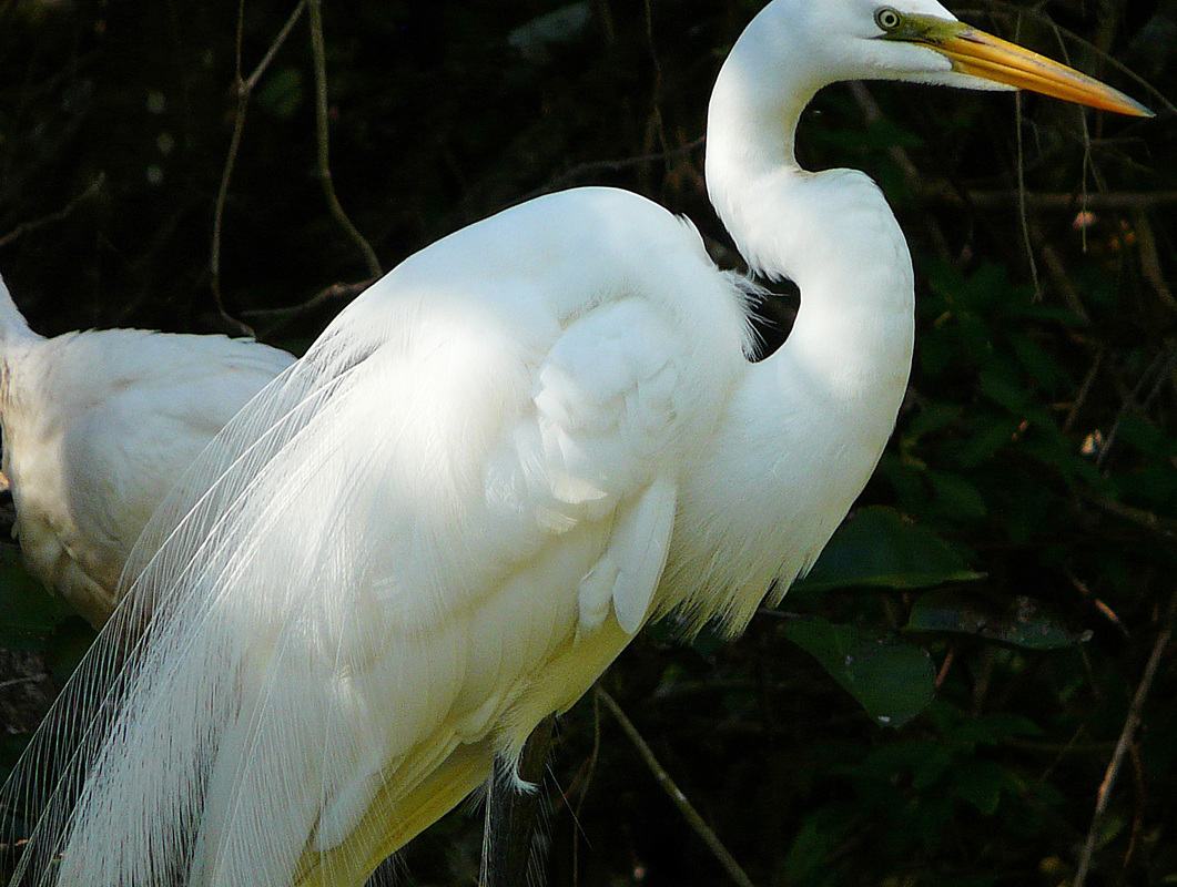Great Egret, Corkscrew Swamp Sanctuary, FL