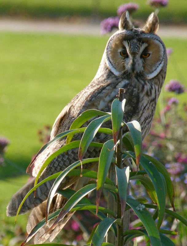 Long-eared Owl, Tuilerie Gardens, Paris
