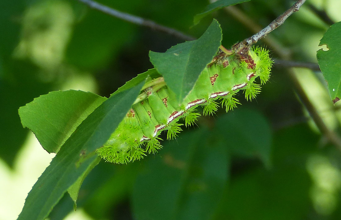 Io Moth Caterpillar (Automeris io)