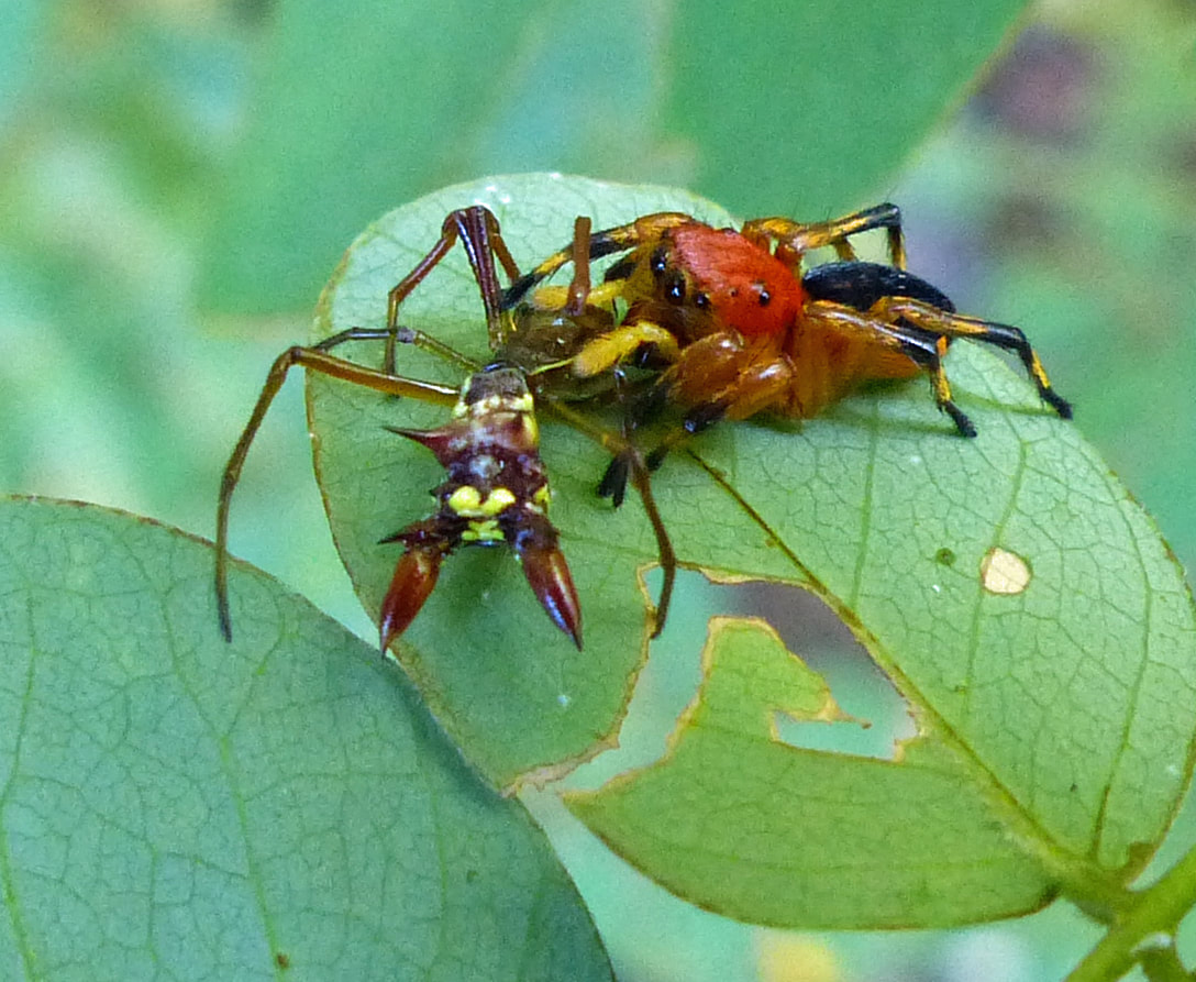 Micrathena spider eaten by red-headed jumping spider Phiale mimica