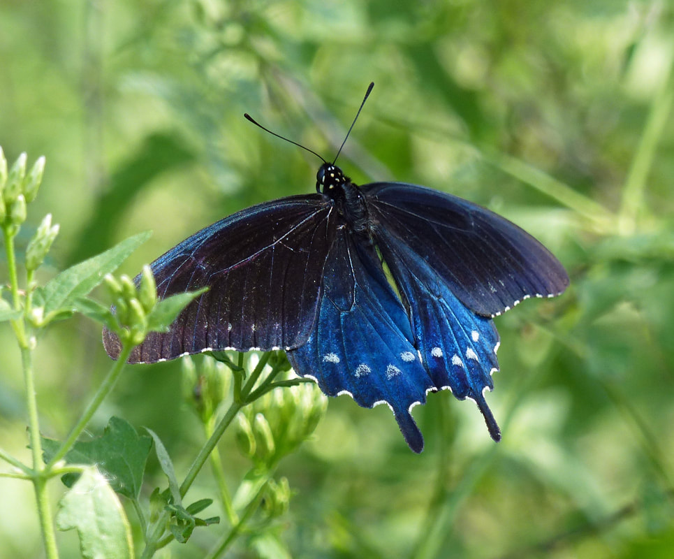 Pipevine Swallowtail Butterfly (Battus phlenor)