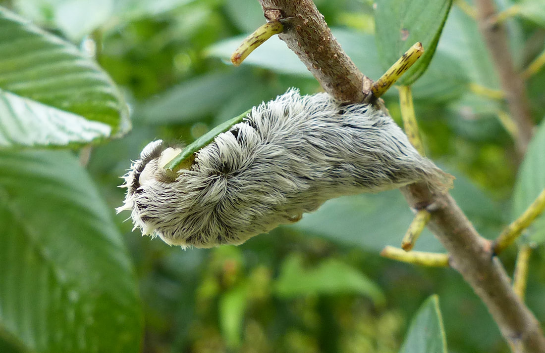 Puss, Southern Flannel Moth Caterpillar (Megalopyge opercularis)