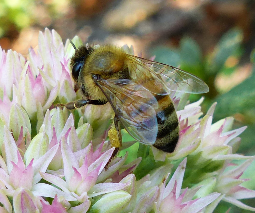 Honey bee (Apis)