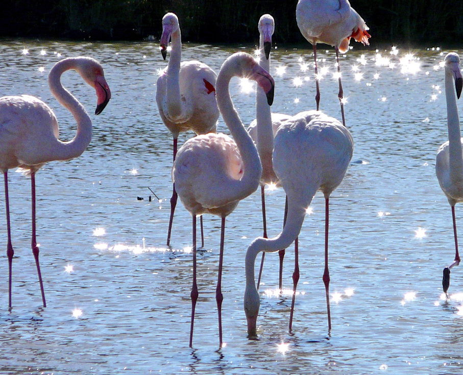 Greater Flamingos, Réserve Naturelle Nationale de Camargue, FR