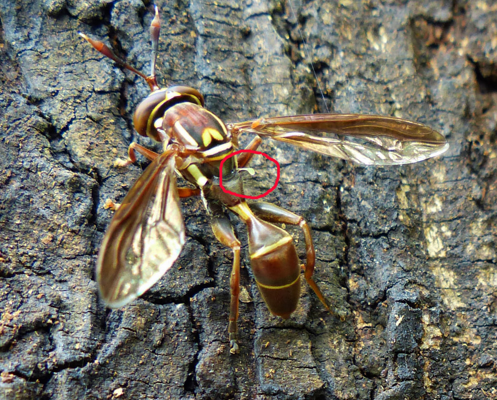Syrphid fly (Polybiomyia schnablei)