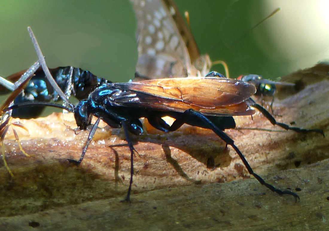 Tarantula Hawk wasp (Pepsis thisbe)