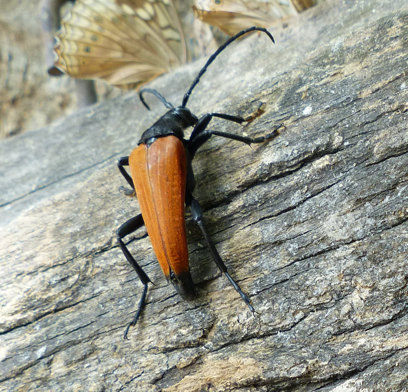 Long-horned beetle (Stenelytrana gigas) 