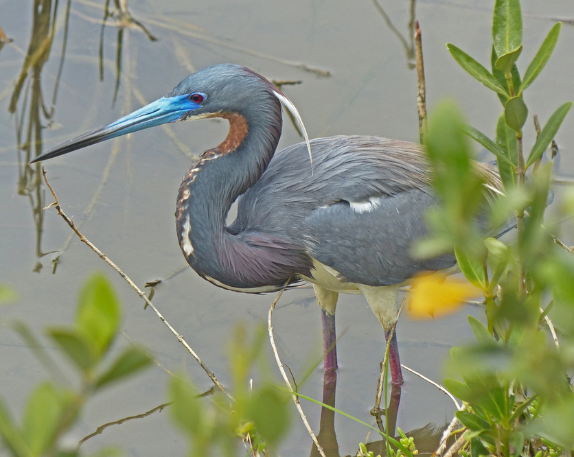 Tricolored Heron, South Padre Island, TX