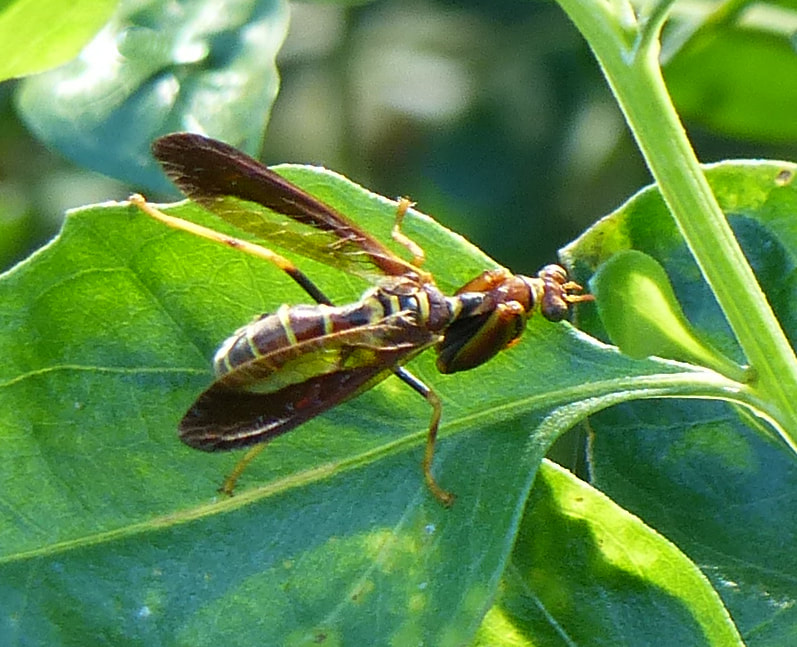 Mantispid (Climaciella brunnea)